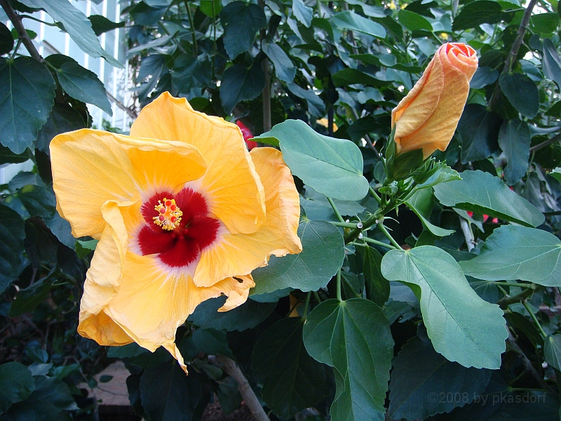 343 Longwood Gardens [2008 August 23].JPG - Longwood Gardens in Pennsylvania